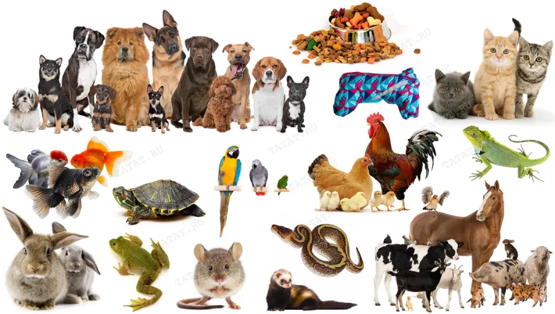 Животные и товары для животных