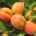 Плодовые деревья и крупномеры из питомника