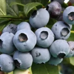 Саженцы популярных сортов голубики