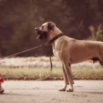 Найдите верного друга в разделе Собаки на Татат