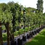 Саженцы яблони из питомника по низкой цене