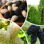 Широкий ассортимент растений для вашего сада