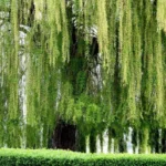 Деревья с доставкой в Подмосковье