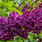 Крупномеры сирени и саженцы из Подмосковья