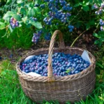 Заказ саженцев голубики с доставкой в Подмосковье