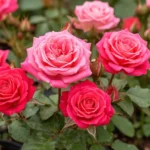 Розы саженцы в горшках с доставкой