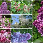 Разнообразные сорта сирени из питомника