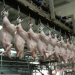 Вахтовая работа на птицефабрике с питанием