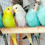 Разнообразие домашних птиц для покупки