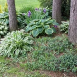 Растения как основа экосистем и жизни человека