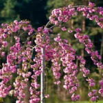 Цветущие сакуры в контейнерах для сада