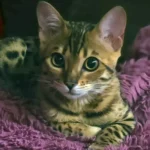 Бенгальский котёнок 3 месяца