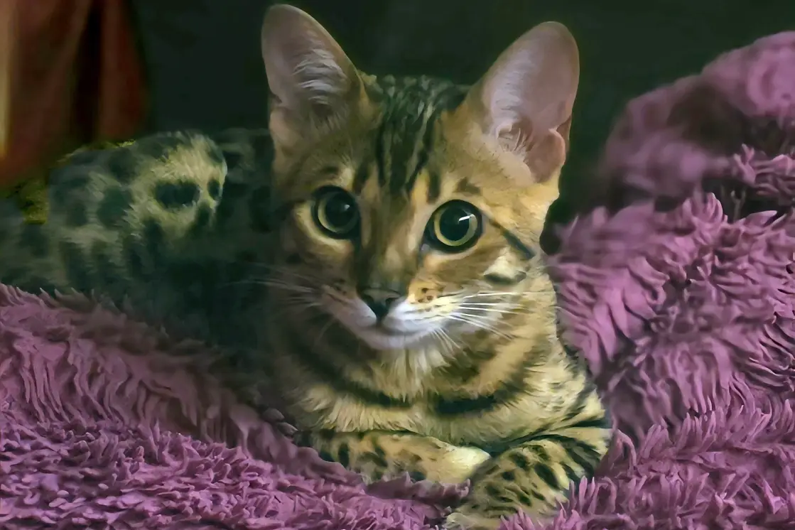 Бенгальский котёнок 3 месяца