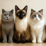 Удивительный мир кошек и их поведение