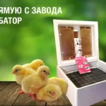 Инкубатор автомат для вывода цыплят Идеальная наседка