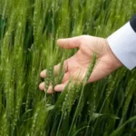 Акции Агрокомплекс Губское: скупка ценных бумаг