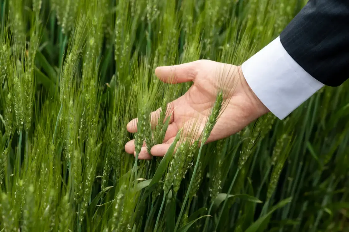 Акции Агрокомплекс Губское: скупка ценных бумаг