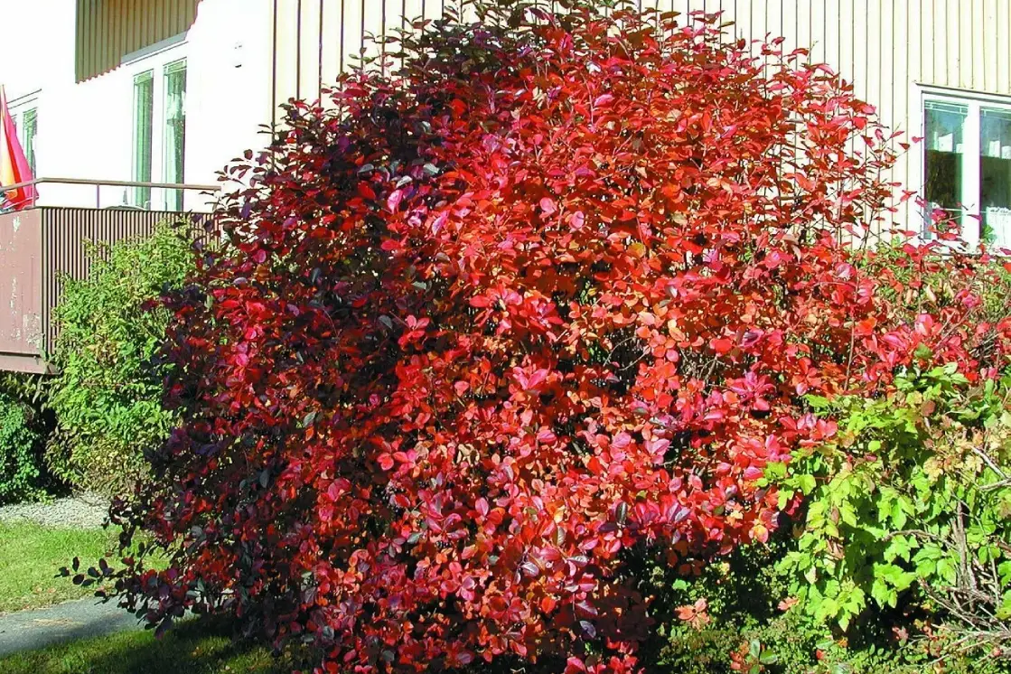 Питомник Арбор: качественные крупномеры с доставкой, объявление на Татат