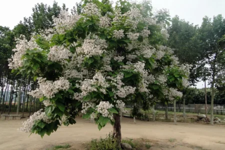 Крупномеры для сада: покупка взрослых деревьев в Арбор, объявление на Татат