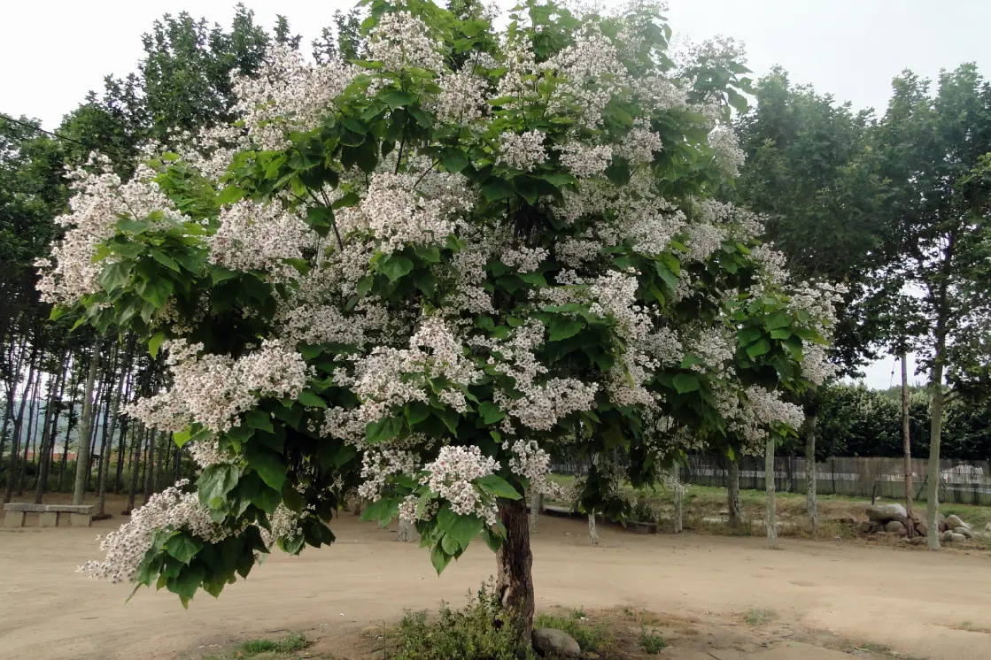 Крупномеры для сада: покупка взрослых деревьев в Арбор, объявление на Татат