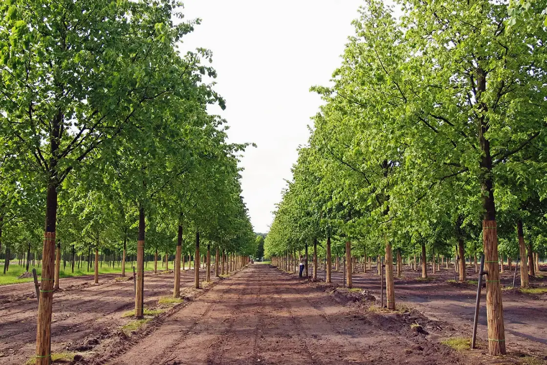 Взрослые деревья из питомника: большой выбор и посадка