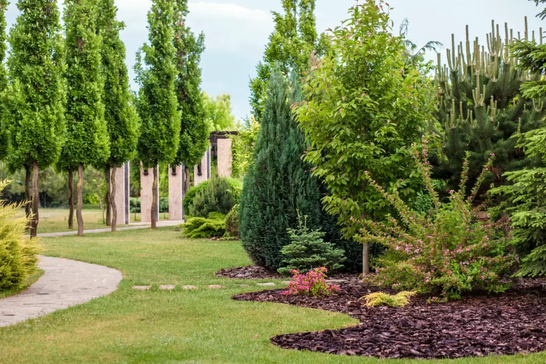 Взрослые деревья от питомника Арбор: доставка и посадка, объявление на Татат