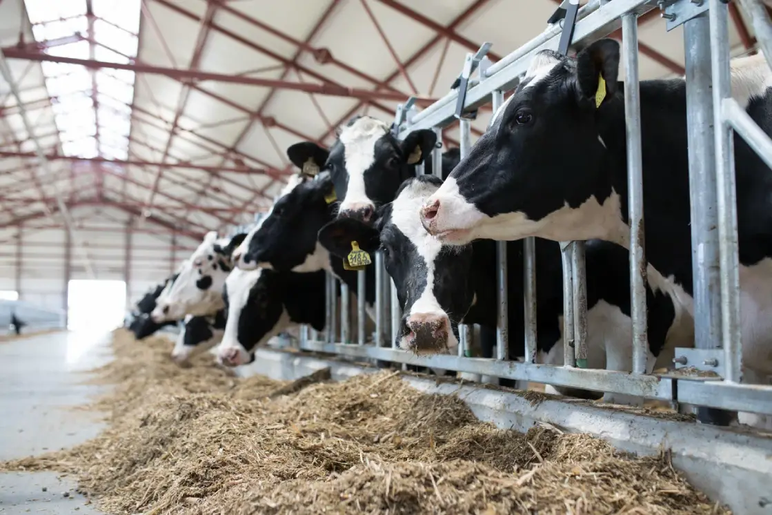 Выкуп акций АО Агрофирма Сосновка, быстрый расчёт