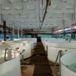 Куплю акции Волгореченскрыбхоз, оформление за мой счёт