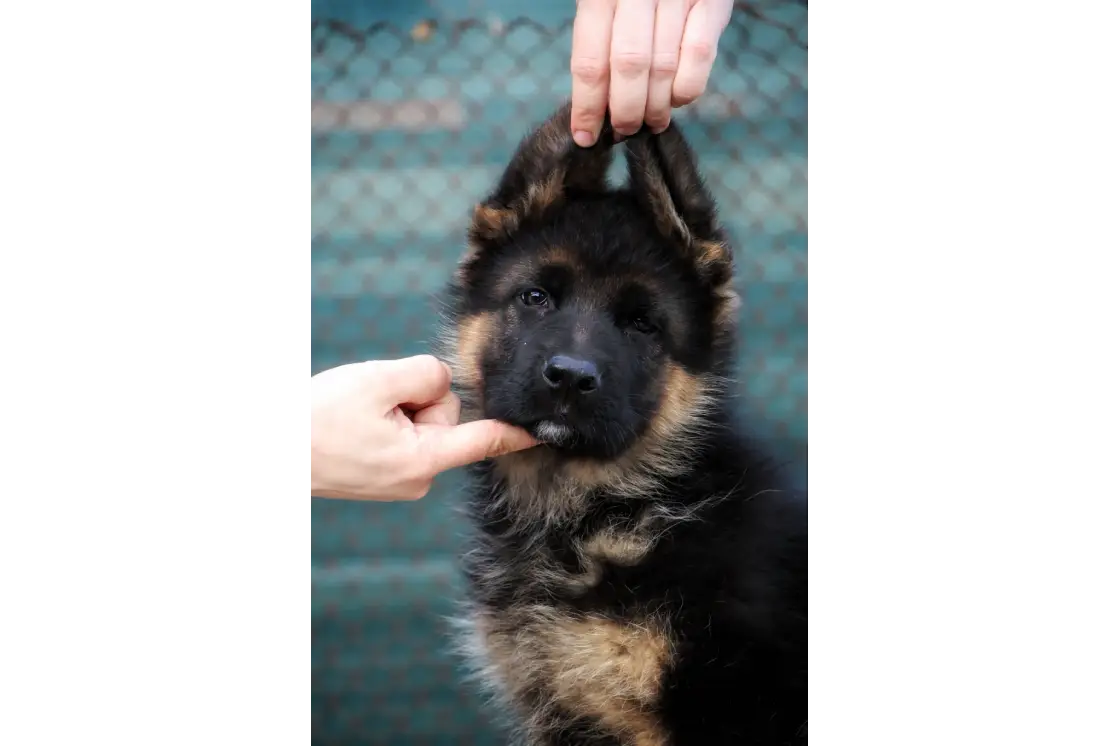 Породистые щенки немецкой овчарки, полный пакет документов, объявление на Татат