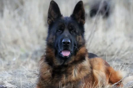 Чистокровные щенки немецкой овчарки с родословной, объявление на Татат