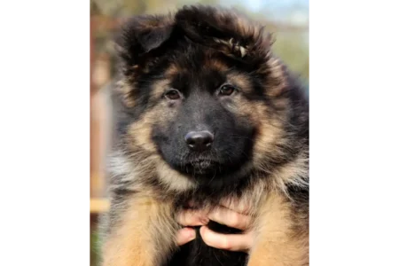 Щенки немецкой овчарки от титулованных родителей, объявление на Татат