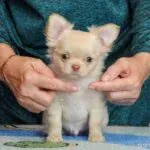 Кремовый д-ш мальчик чихуахуа