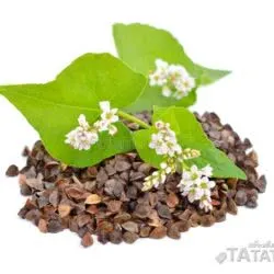 Куплю гречиху