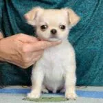 Длинношерстный кремовый мальчик чихуахуа